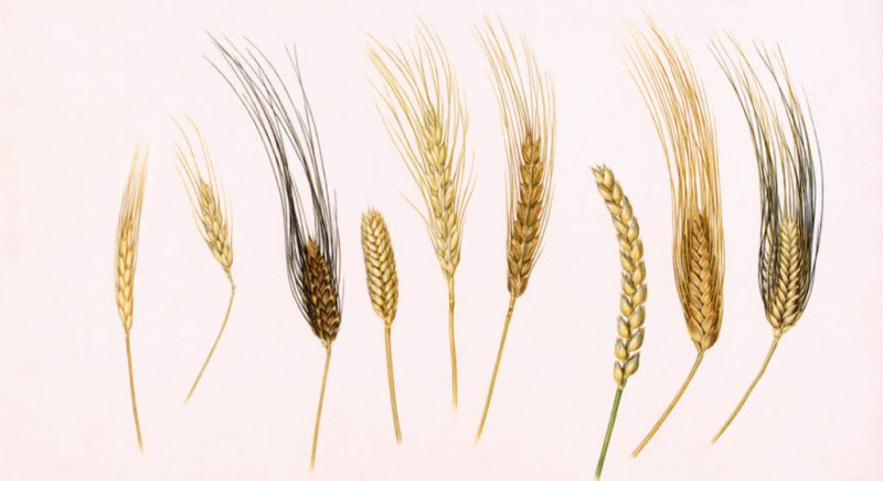 Ancient wheat varieties. Credit: William H. Bond