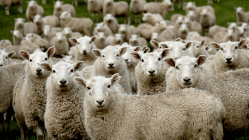 Viewpoint: Hunting cloned sheep? What weird things might happen as our bio-engineering skills improve