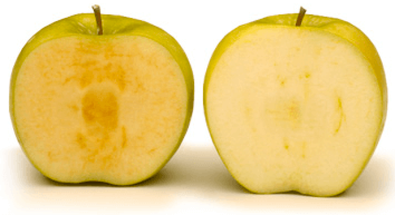 arctic vs regular apple