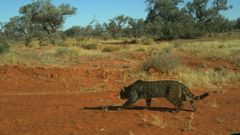 Australia mulls use of ‘controversial’ gene drives to rid country of feral cats