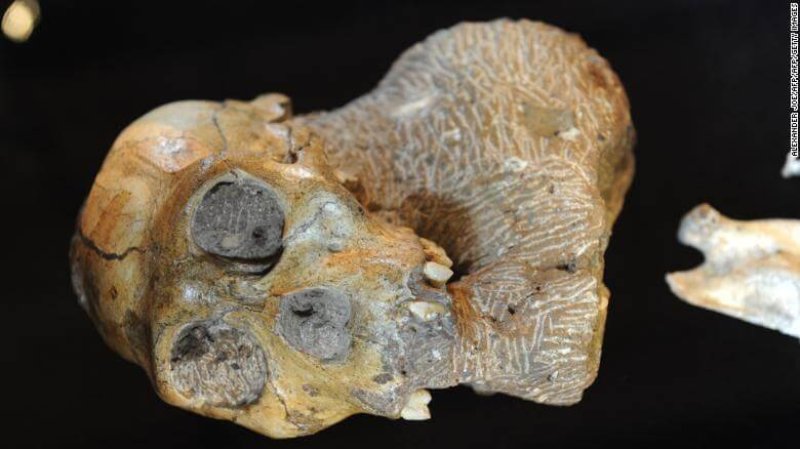 1-23-2019 australopithecus sediba skull exlarge