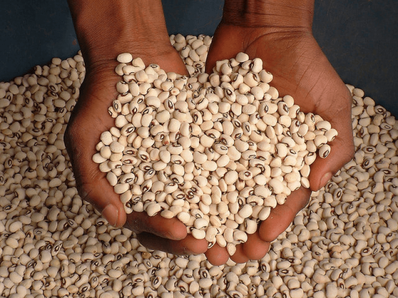 Ghana plans for education, stewardship in GMO cowpea rollout