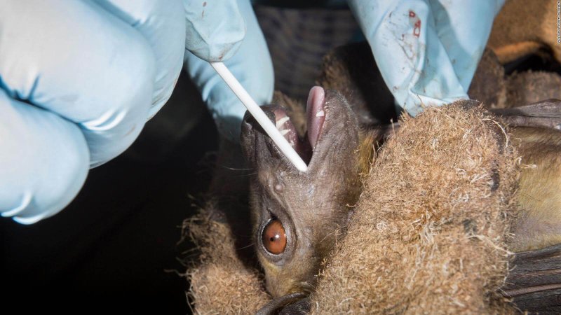 bats coronavirus study full