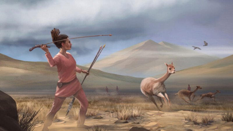 In this illustration based on new archaeological finds, ancient hunters in the Andes Mountains surround their prey, wild relatives of the alpaca called vicuña. Credit: Matthew Verdolivo/UC Davis