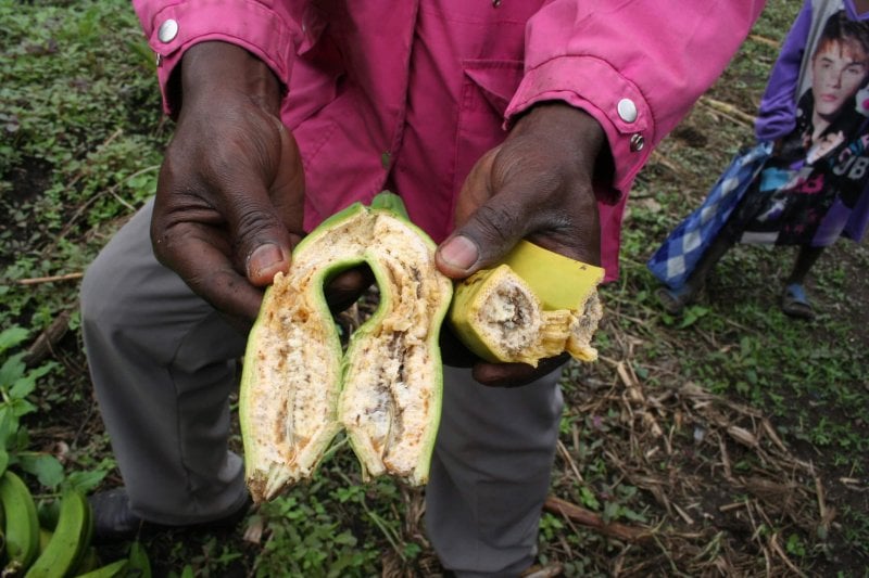 A farmer showing a banana affected by the Banana Xanthomonas Wilt disease (BXW), whose signs include premature ripening of the bunch and rotting of the fruit. Credit: Busani Bafana/IPS