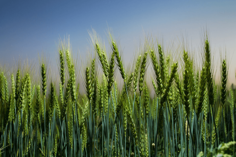 Credit: A. Yaqub/CIMMYT CC BY-NC-SA 2.0
