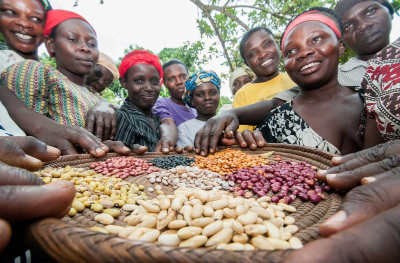 beans uganda x