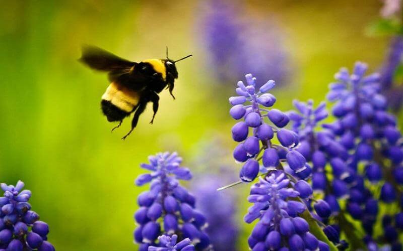 bee and purple flowers