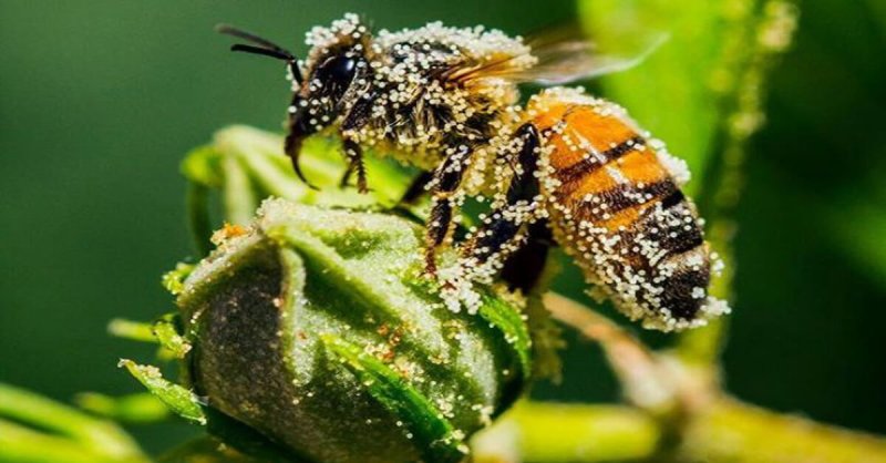 bee