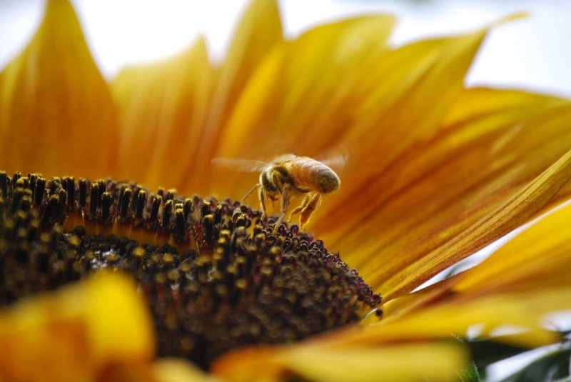 bee sunflower