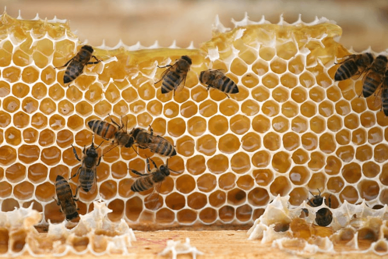 bees nature macro hive insects bugs