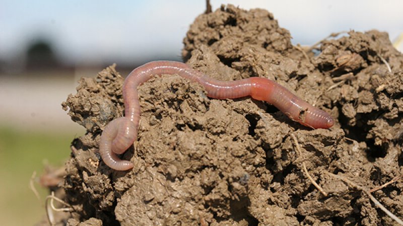 benefits to the soil by earthworms
