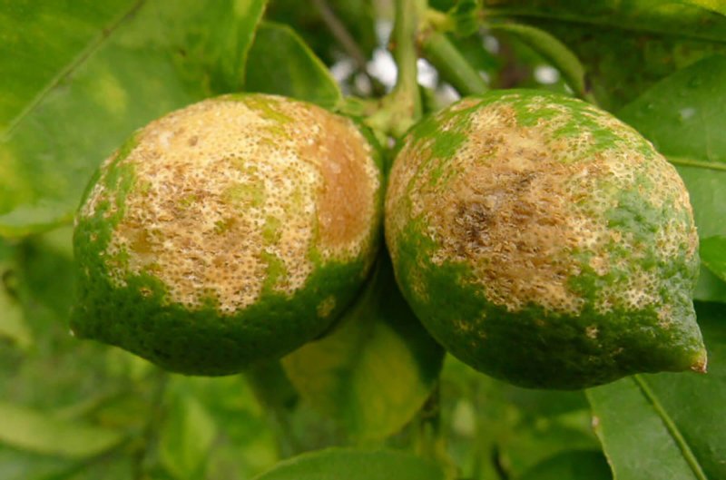 bg citrus greening glp