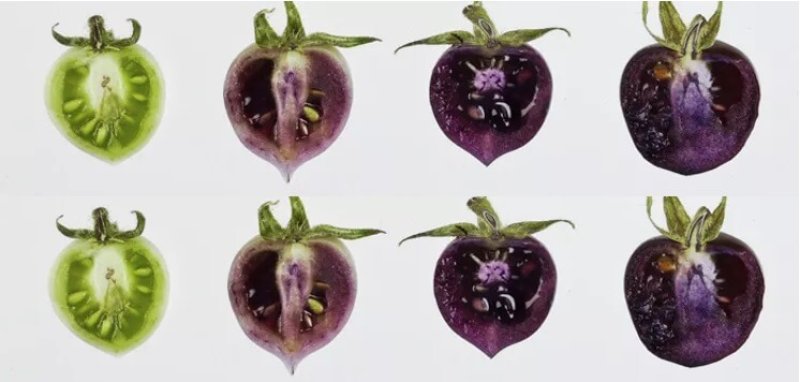 These tomatoes may have more antioxidants than blueberries. Credit: Big Purple Tomato