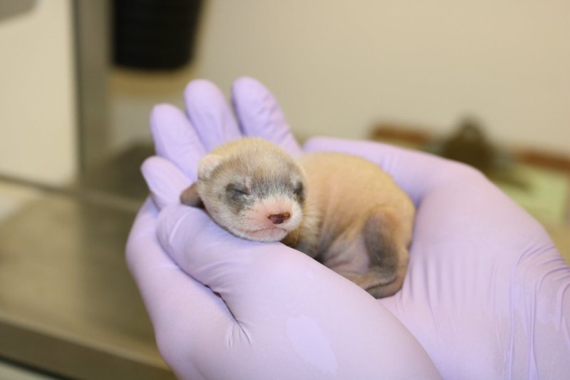 A cloned, critically endangered black-footed ferret. Credit: New York Times