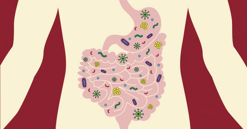 blog image of gut