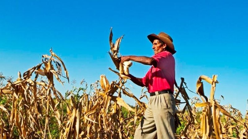 bo bolivian farmer result x