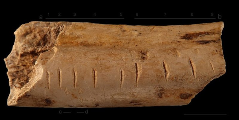 Prehistoric accounting? Markings made on a hyena bone by a Neanderthal might have recorded numerical information. Credit: Nature