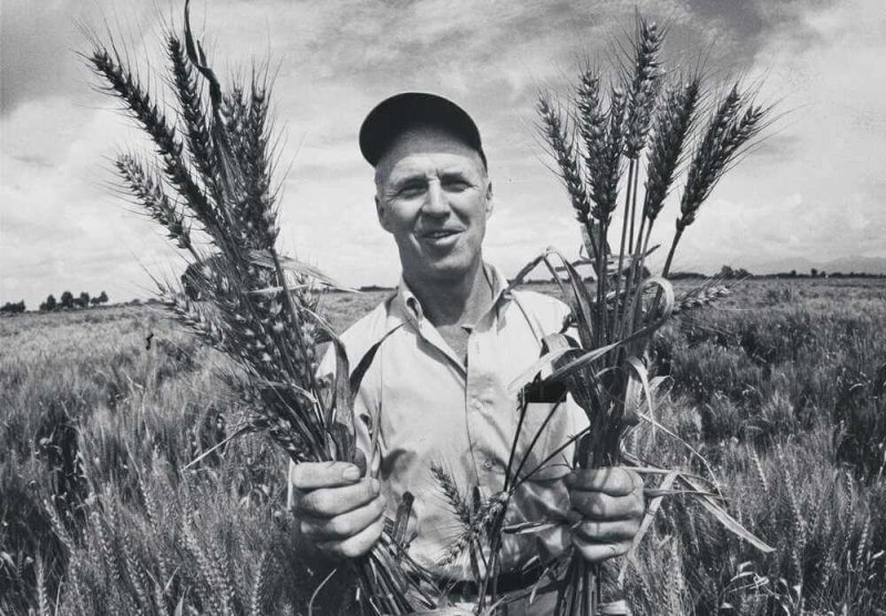 Norman Borlaug, 1970, in a Mexican wheat field, holding the wheat variety that he developed by crossing a native Mexican strain with a Japanese dwarf variety. Credit: Arthur Rickerby/National Portrait Gallery/Smithsonian