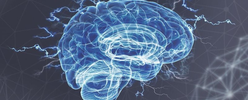 brain