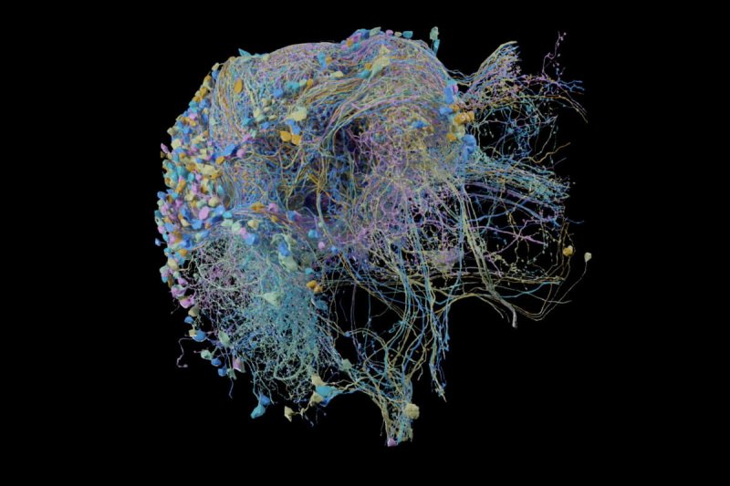 High-resolution map shows brain connectivity. Credit: The Verge