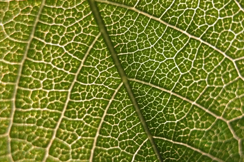 branch plant leaf flower pattern line pxhere com