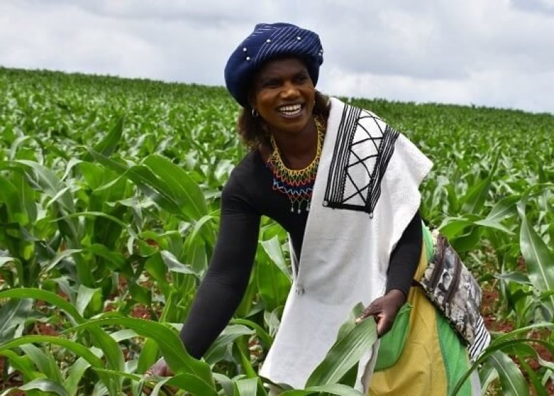 Nontoko Mgudlwa, a smallholder farmer who planted TELA maize for the first time since its release in South Africa. Credit: B. Wawa/CIMMYT
