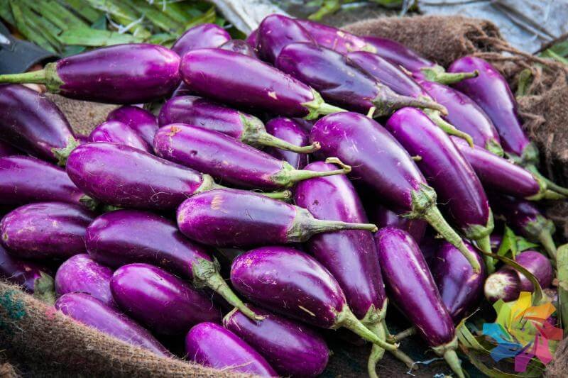 Bt infused eggplants, 'brinjal' are a critical crop for Bangladesh. Credit: Arif Hossain