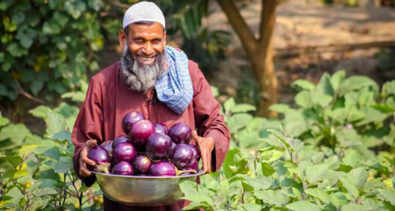 One variety of brinjal, known also as eggplant. Credit: Daily Sun