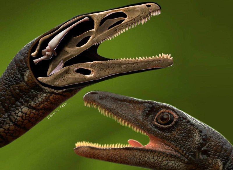 buriolestes schultzi dinosaur brain