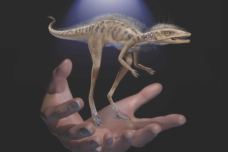An illustration of Kongonaphon kelly, with human hands for reference. Credit: American Museum of Natural History