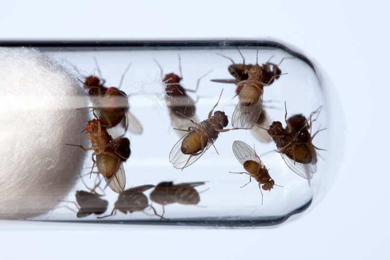 c drosophila fruit flies in a test tube spl x