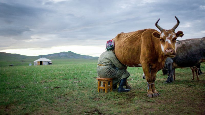 ca nid mongolia dairy online
