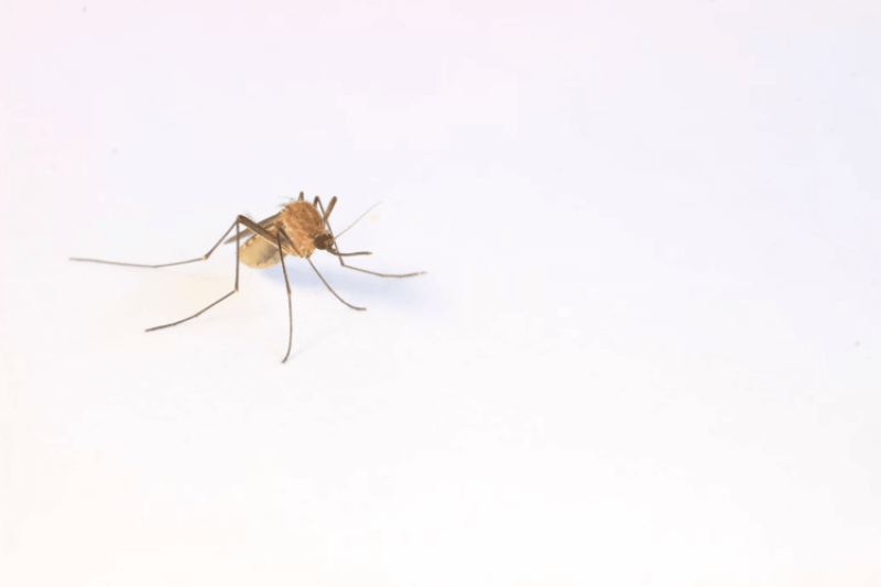 Gene drive to fight malaria: Oxitec-bred non-biting mosquitoes altered to carry a gene that kills deadly females before maturity released in Djibouti