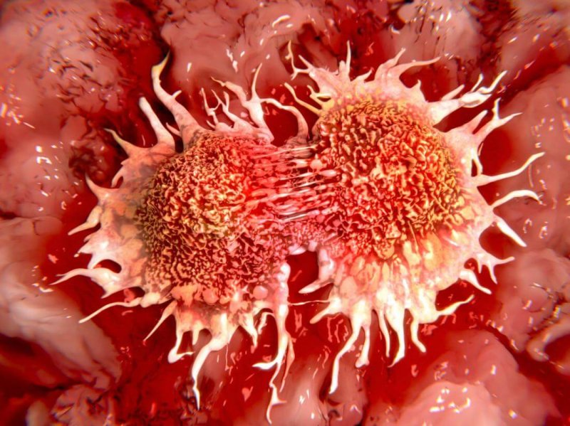 cancer cells dividing