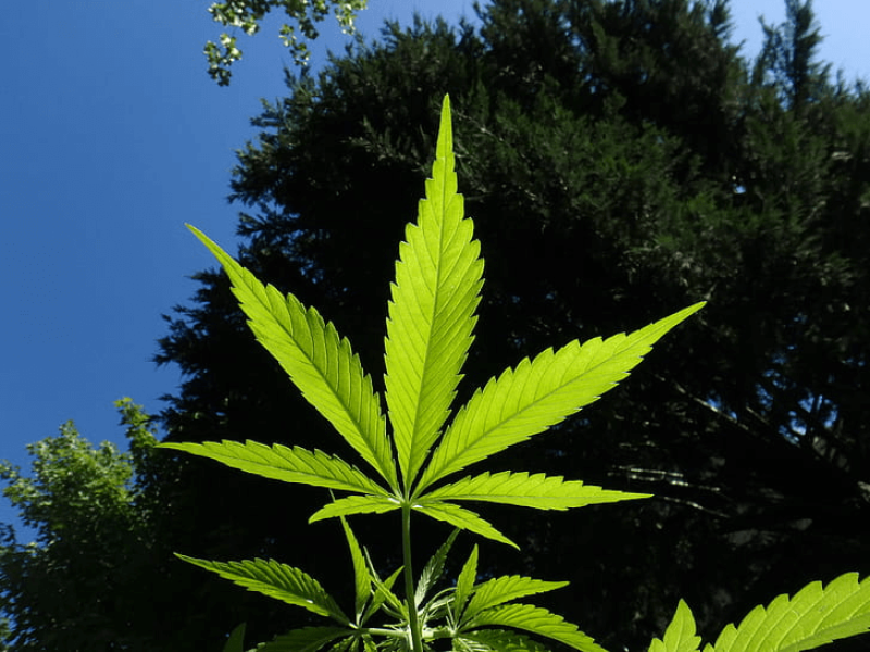 cannabis hemp marijuana preview