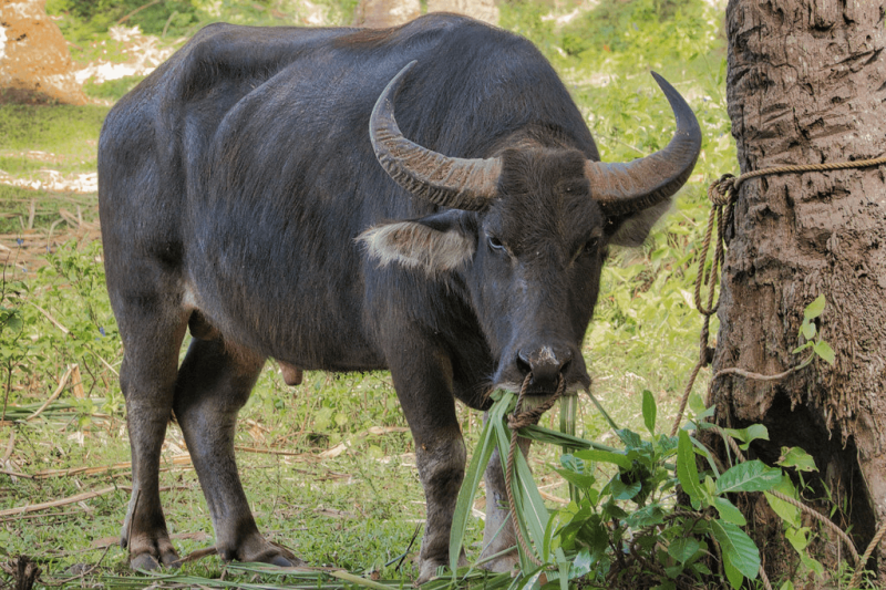 A carabao, large buffalo-like animal in the Philippines. Credit: Brian Evans via Flickr and CC-BY-ND-2.0