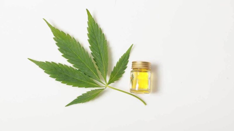 cbd oil cannabis leaf x