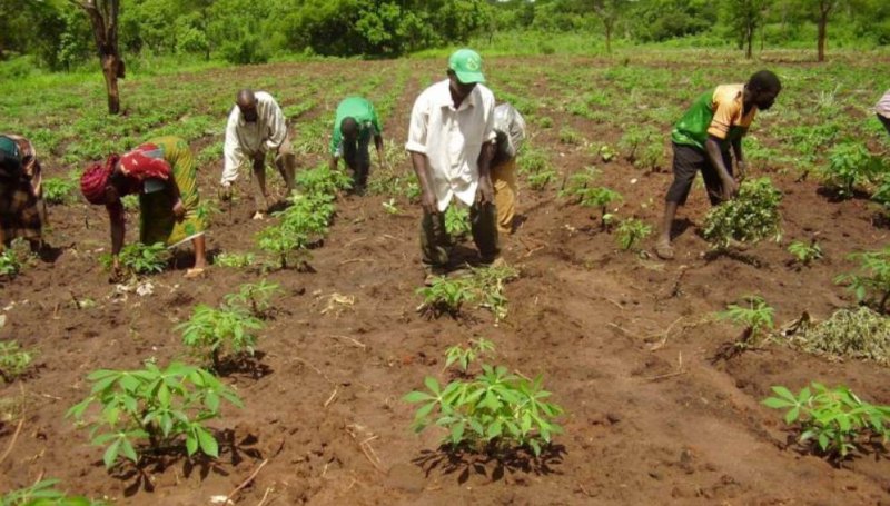 Nigerian 'Give us the chance to use agricultural biotech' Literacy Project