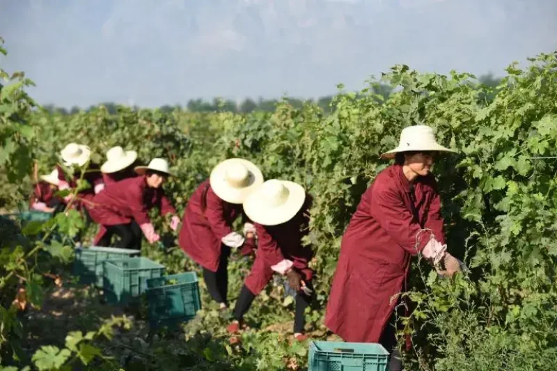 cellar-asia-top-chinese-wineries-768-1-75.jpg