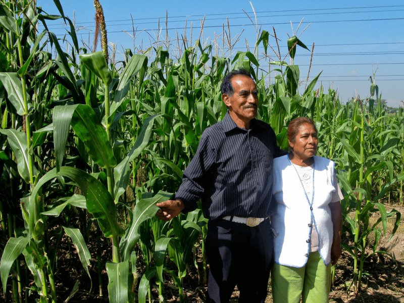 Mexican farmers and CIMMYT partners Porfirio Ernesto Bastida Olivares and Josefina Ruiz Cano. Credit: M. DeFreese/CIMMYT CC BY-NC-SA 2.0