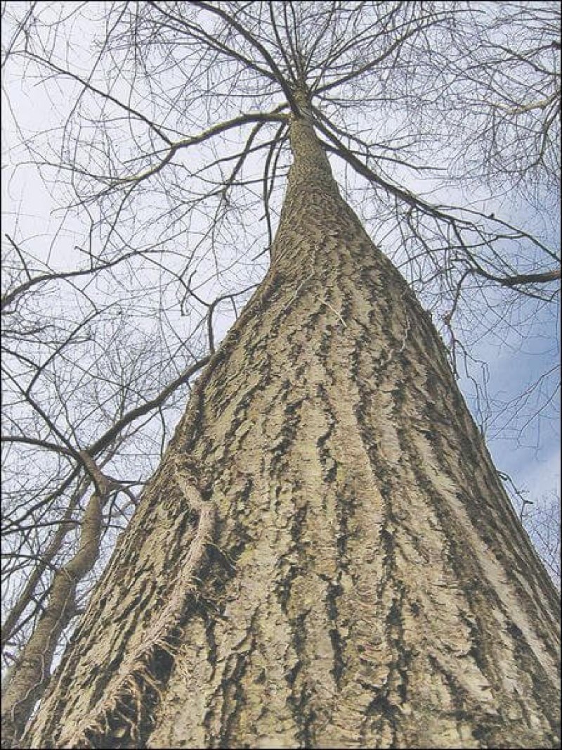 chestnut tree ohio