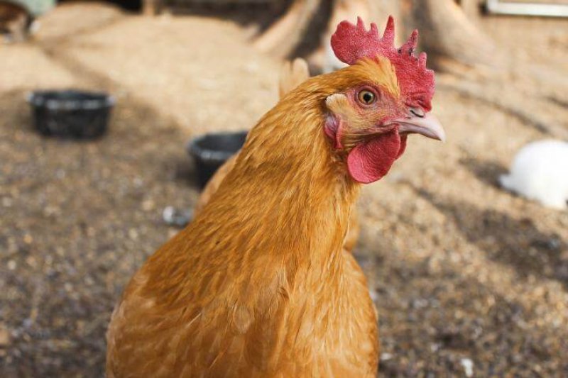 2-3-2019 chicken hen
