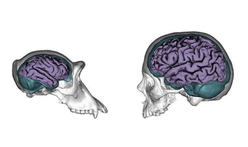 chimpanzee human brains