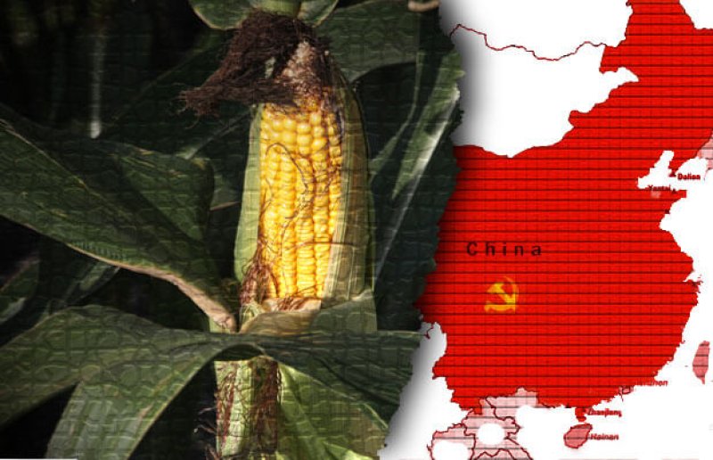china GM corn