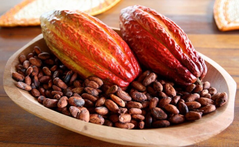 chocolate brazil cacao bahia x