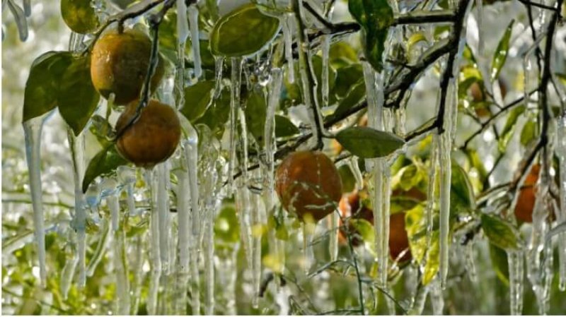 Frozen citrus become less marketable. Farmers often use huge fans to circulate air in an attempt to stave off the damage. Credit;: Chris O'Meara via AP
