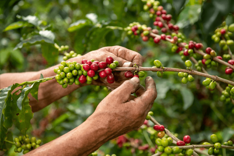 close up arabica coffee farmer s hands picking beans plant his farm colombia
