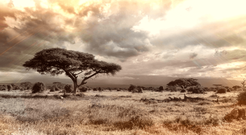 Why Africa was the crucible for the transition of early humans from forest-inhabiting fruit-eater to savanna-dwelling hunter