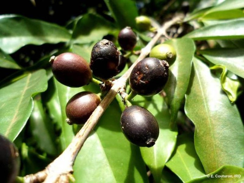 The coffee species Coffea stenophylla, bears black fruit  
Credit: E. Couturon/IRD/Handout/Reuters